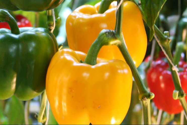 Gewasgezondheidsdagen voor groenteteelt