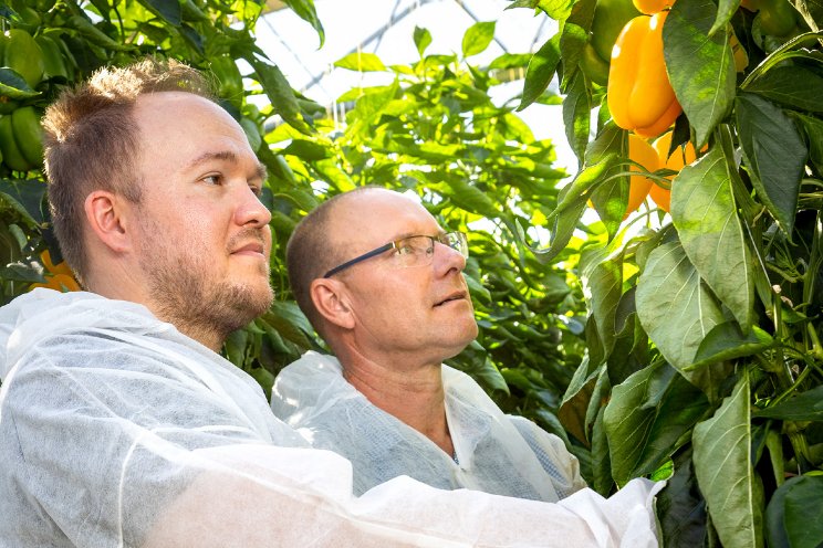 BASF over vergroening in paprikateelt �n toelating