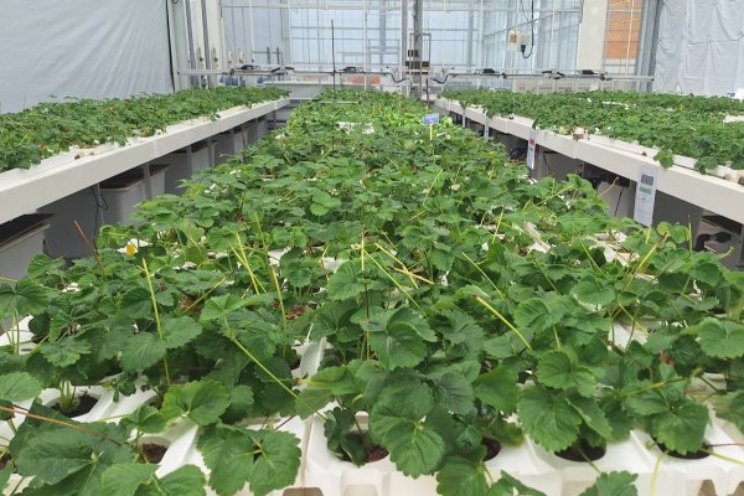 'Schone toekomst voor aardbeienteelt' 'Schone toekomst voor aardbeienteelt'