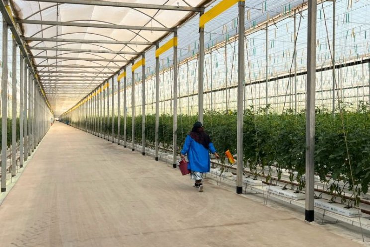 Duurzame tomaten telen met zonlicht en AI? Duurzame tomaten telen met zonlicht en AI?