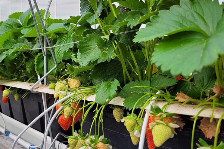 Rapport: Energiegebruik bij low-chill aardbeien Rapport: Energiegebruik bij low-chill aardbeien