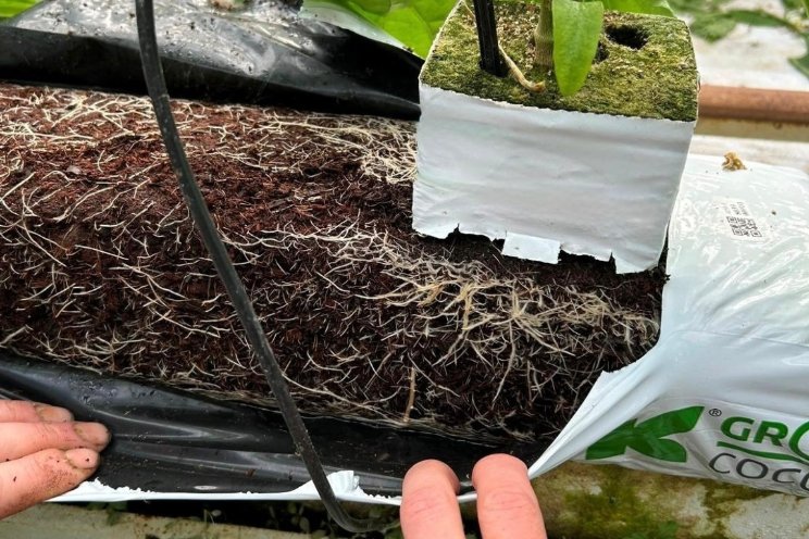 Wortelzonedata helpt bij overstap naar kokos