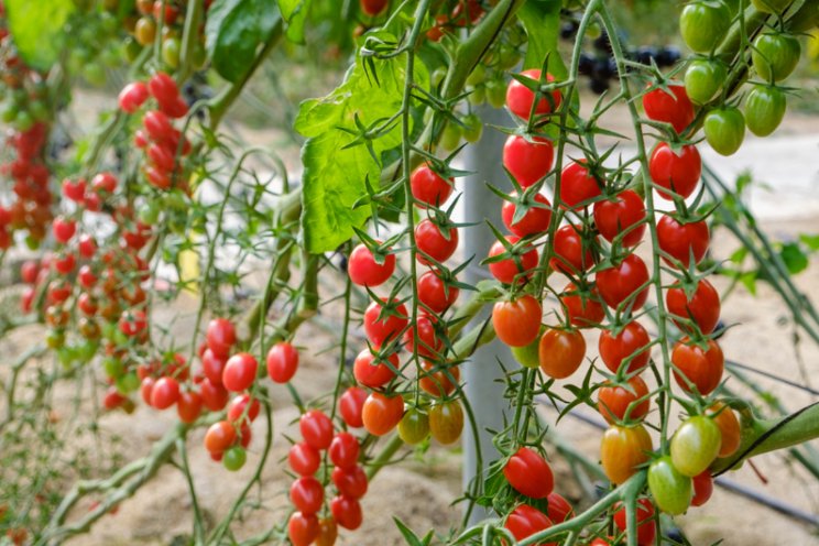 ToBRFV-resistente snoeptomaten Syngenta ToBRFV-resistente snoeptomaten Syngenta