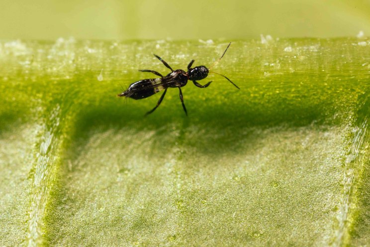 Nieuwe biologische bondgenoot tegen trips