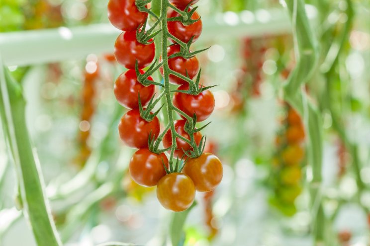 Signify levert LED voor tomatenteelt Kazachstan