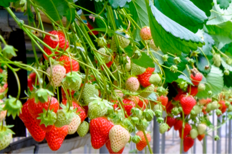 Resultaten enquête Aardbei 2026 bekend