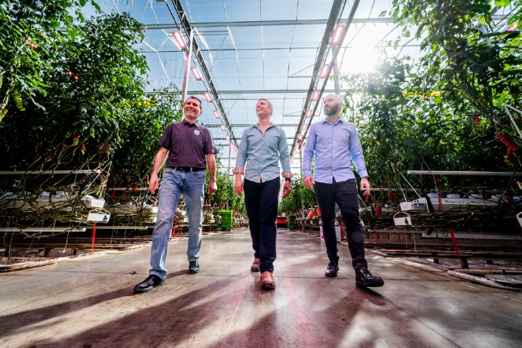 Jaarrond tomaat door LED bij Truly Green Farms