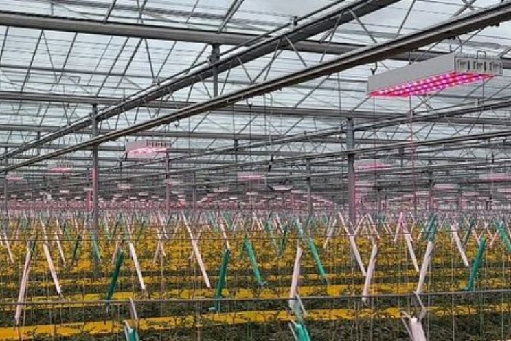 Hoe haal je meer uit licht, gewas �n energie?