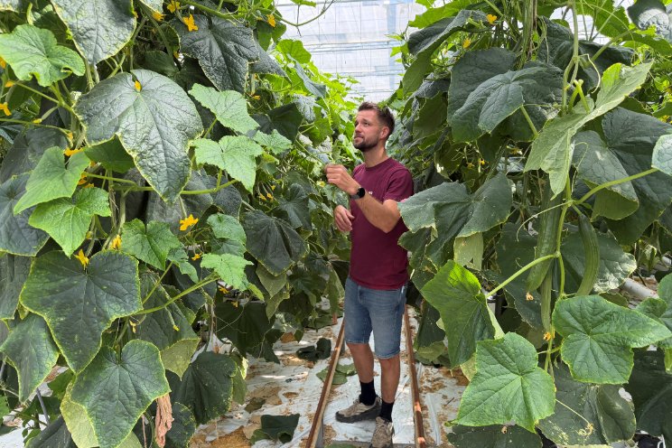 LED in komkommerteelt Bolleboom en Bazuin
