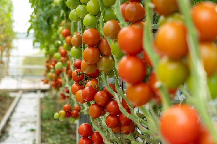 Tomatoworld en BoereGoed versterken samenwerking