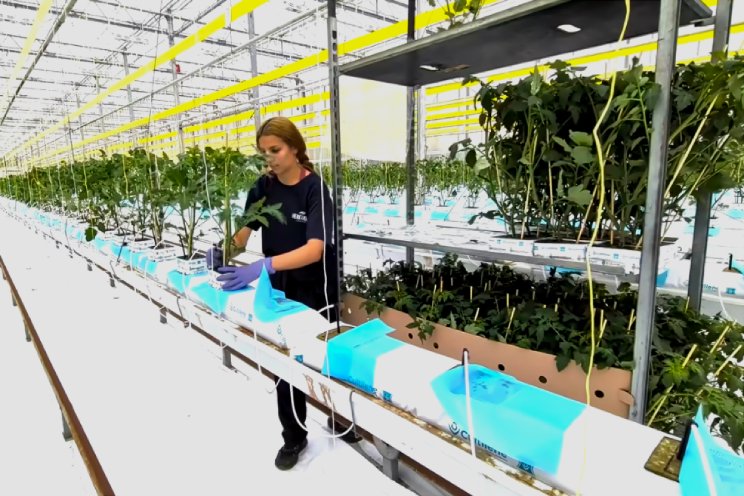Tomatenplanten de kas in