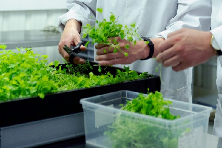 Medicijnen uit planten