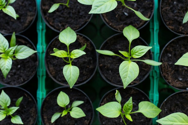 Extra toezicht NVWA op tracering plantmateriaal Extra toezicht NVWA op tracering plantmateriaal