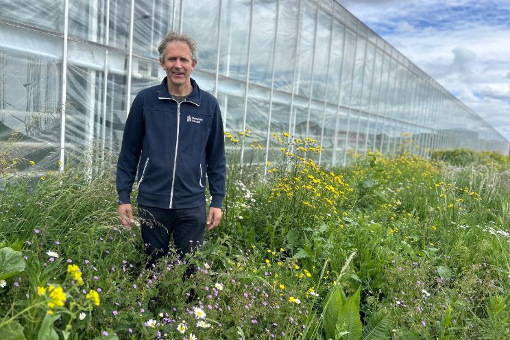 Telers experimenteren met bloemenstroken rond kas