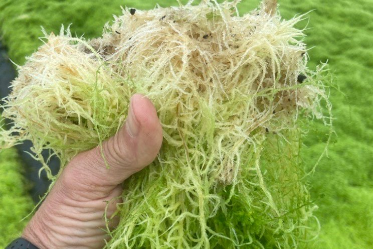 Sphaxx ondersteunt duurzame koers