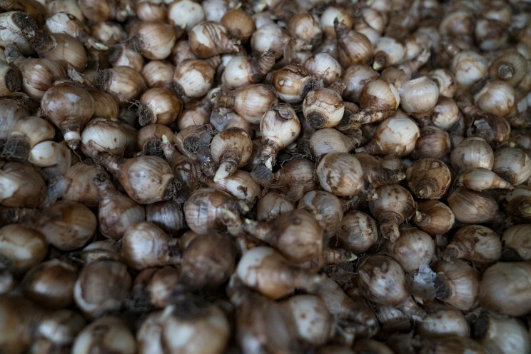 Provincie Noord-Holland koopt grond voor bollen Provincie Noord-Holland koopt grond voor bollen