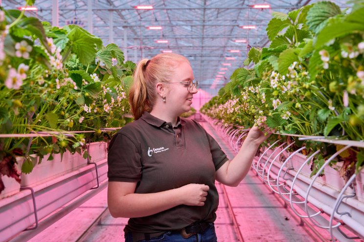 Genson teelt aardbeien in de winter onder LED Genson teelt aardbeien in de winter onder LED