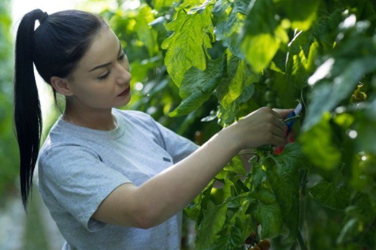 Tuinbouw goed voor bijna 3% Nederlandse economie Tuinbouw goed voor bijna 3% Nederlandse economie