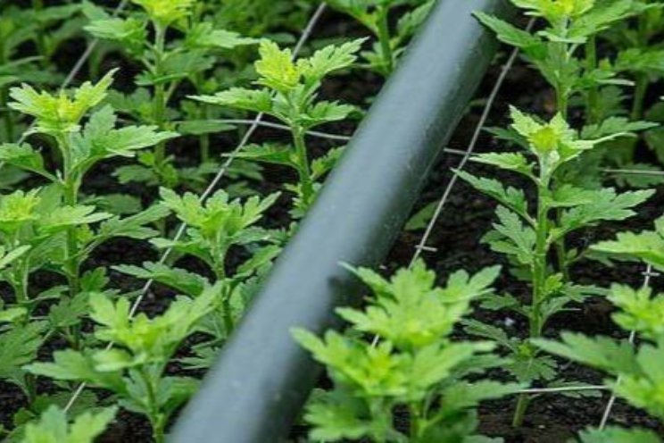 Aanmelden Waterdag op dinsdag 30 juni gestart