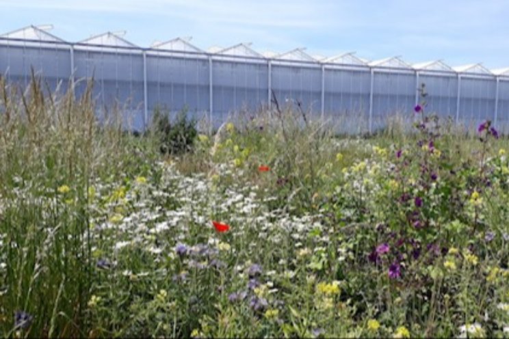 Biodiversiteitsstroken bij 20 glastuinbouwbedrijven Biodiversiteitsstroken bij 20 glastuinbouwbedrijven