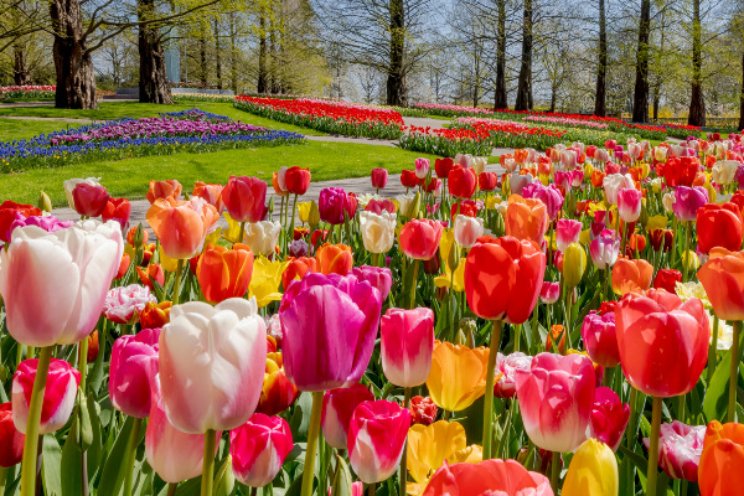Keukenhof op zoek naar objecten en foto's Keukenhof op zoek naar objecten en foto's