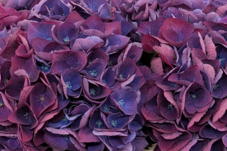 Gespot: hortensia
