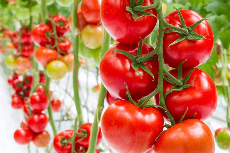 Verdampingsproef met tomatenteelt onder LED Verdampingsproef met tomatenteelt onder LED
