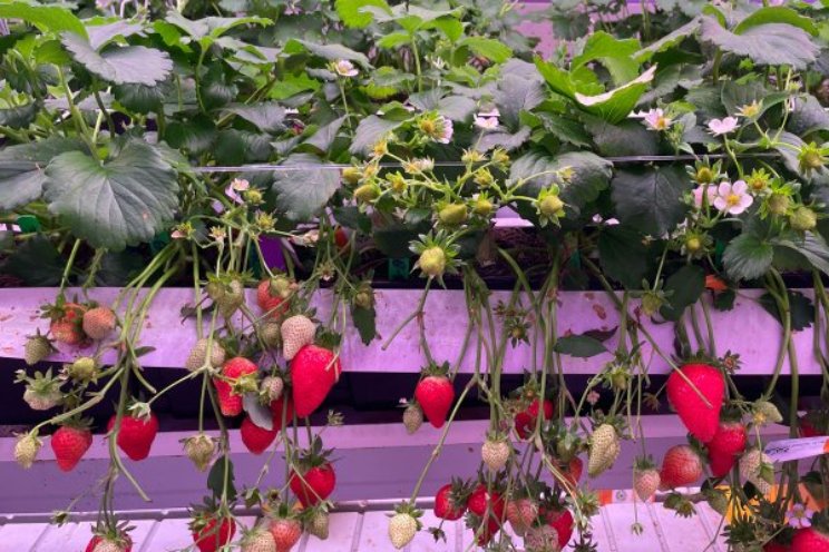 WUR maakt richtlijnen voor vertical farms WUR maakt richtlijnen voor vertical farms