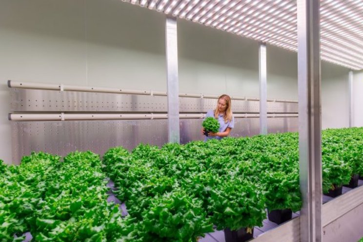 Eigen vertical farming-unit helpt bij teeltonderzoek Eigen vertical farming-unit helpt bij teeltonderzoek