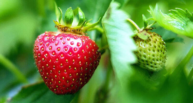 Naar fossielvrije jaarrond aardbeienteelt