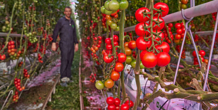 Bryte eerste met full LED in Nederlandse tomaten