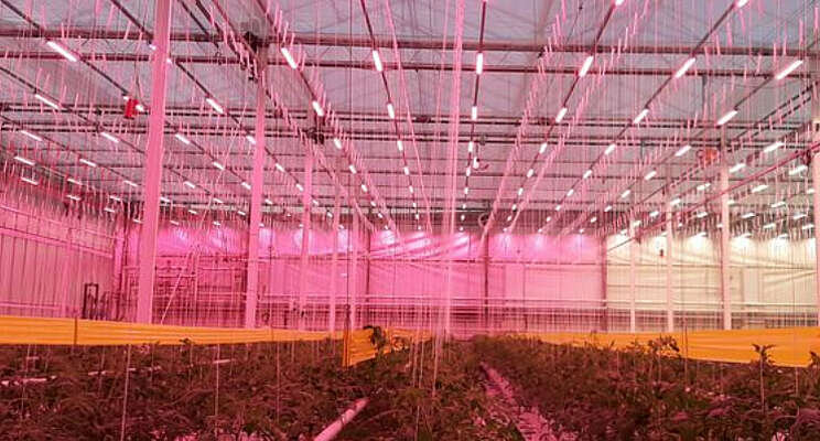 Eerste oogst LED-proef tomaat richting fossielvrij