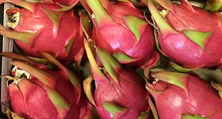 Dragonfruit nieuwe kasteelt? Dragonfruit nieuwe kasteelt?