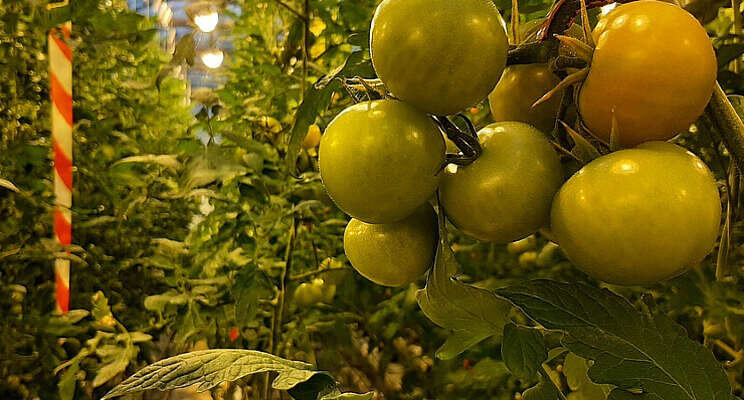 Natural Nitrogen ingezet bij USDA-organic tomaten Natural Nitrogen ingezet bij USDA-organic tomaten