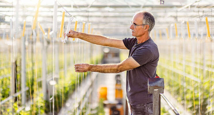 Bato neemt producent van tomatenhaken over Bato neemt producent van tomatenhaken over