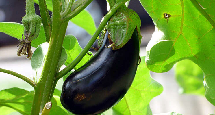 Nieuwe toets Xanthomonas op auberginezaden Nieuwe toets Xanthomonas op auberginezaden