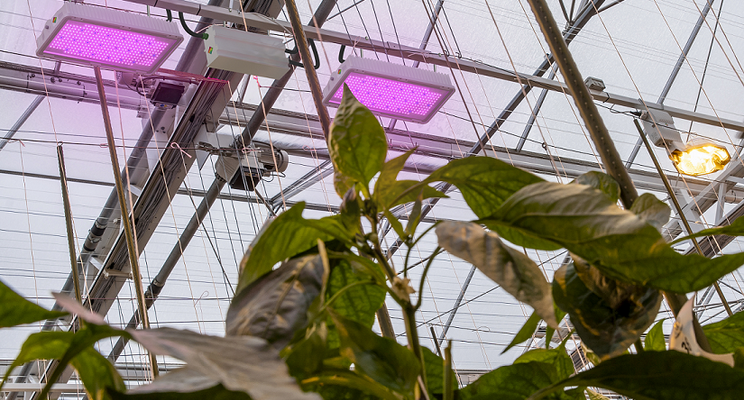 Optimale afstemming lichtinstraling en watergift cruciaal voor goede plantbalans Optimale afstemming lichtinstraling en watergift cruciaal voor goede plantbalans