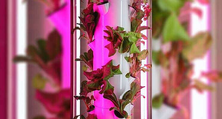 Vertical Farming Wednesday... vertical farming winstgevend? Vertical Farming Wednesday... vertical farming winstgevend?