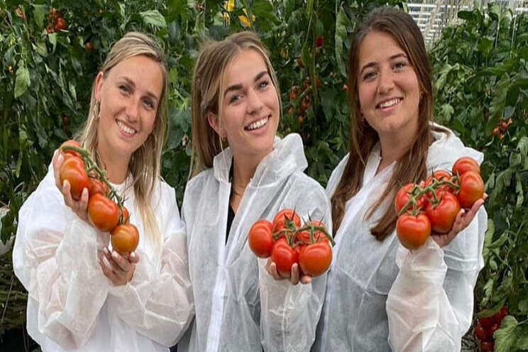 Hulp bij de tomatenoogst