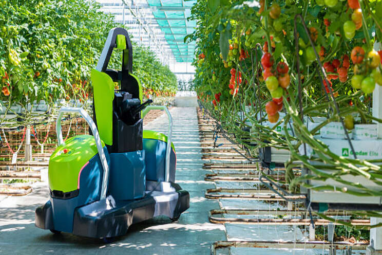 Eerste volautomatische bladsnijrobot voor tomaat Eerste volautomatische bladsnijrobot voor tomaat