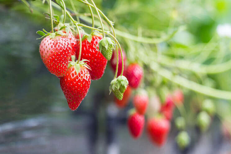 Aardbeiensector weer bijeen op Demodag in Horst Aardbeiensector weer bijeen op Demodag in Horst
