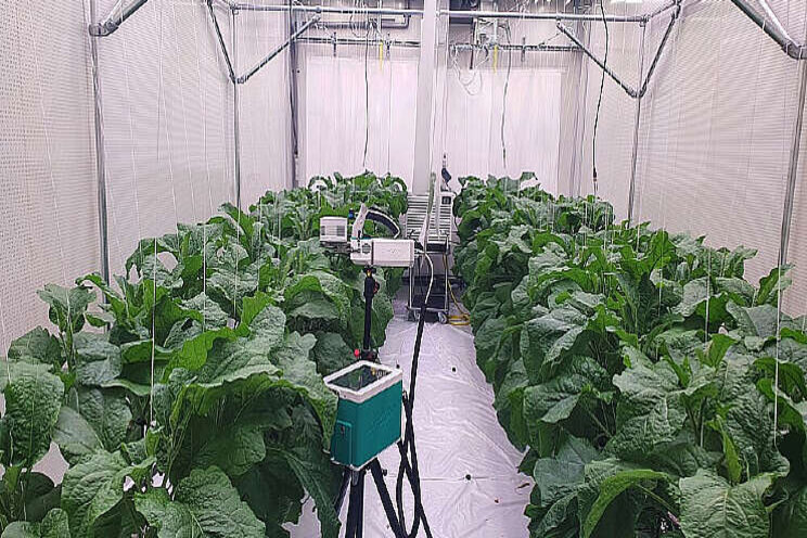 Onderzoek energiezuinig aubergine belichten Onderzoek energiezuinig aubergine belichten