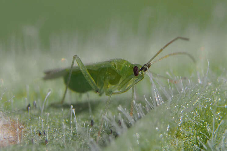 Macrolophus-System profiteert van zonnig weer Macrolophus-System profiteert van zonnig weer