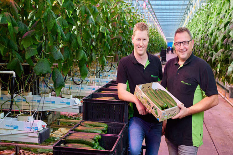 Hoge winterproductie komkommer door LED Hoge winterproductie komkommer door LED