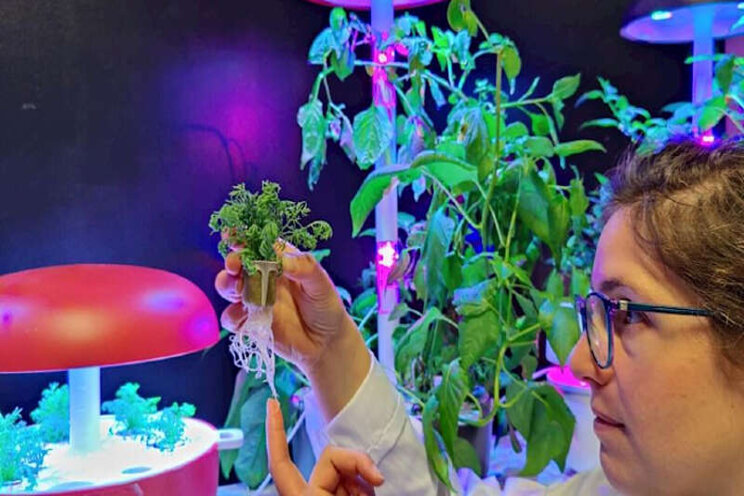 Sleutelrol voor pluggen Grodan bij smart indoor gardens Sleutelrol voor pluggen Grodan bij smart indoor gardens
