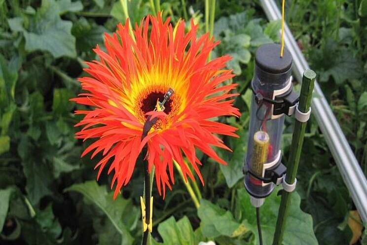 Onderzoek naar biologisch afbreekbare sensors Onderzoek naar biologisch afbreekbare sensors