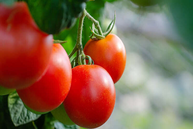 Resistentiegen tegen tomatenvirus ontdekt