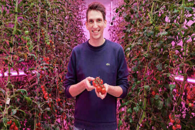 Onderzoek naar teelt tomaten in vertical farm Onderzoek naar teelt tomaten in vertical farm