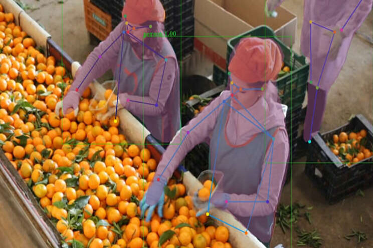 Slimme robots vergroten waarde verse groente Slimme robots vergroten waarde verse groente