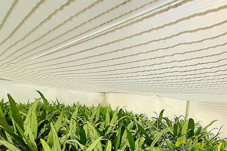 Betere lichtbenutting met hogere Hortiscatter? Betere lichtbenutting met hogere Hortiscatter?